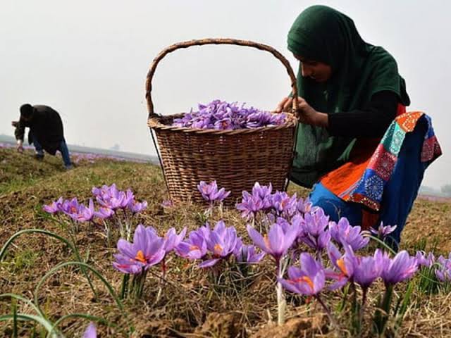 Why Is Kashmiri Saffron Special, and What Does Science Actually Say?